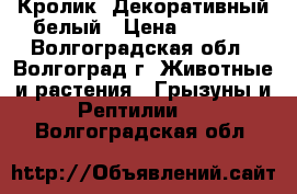 Кролик  Декоративный белый › Цена ­ 3 000 - Волгоградская обл., Волгоград г. Животные и растения » Грызуны и Рептилии   . Волгоградская обл.